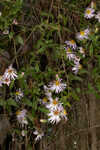 Climbing aster